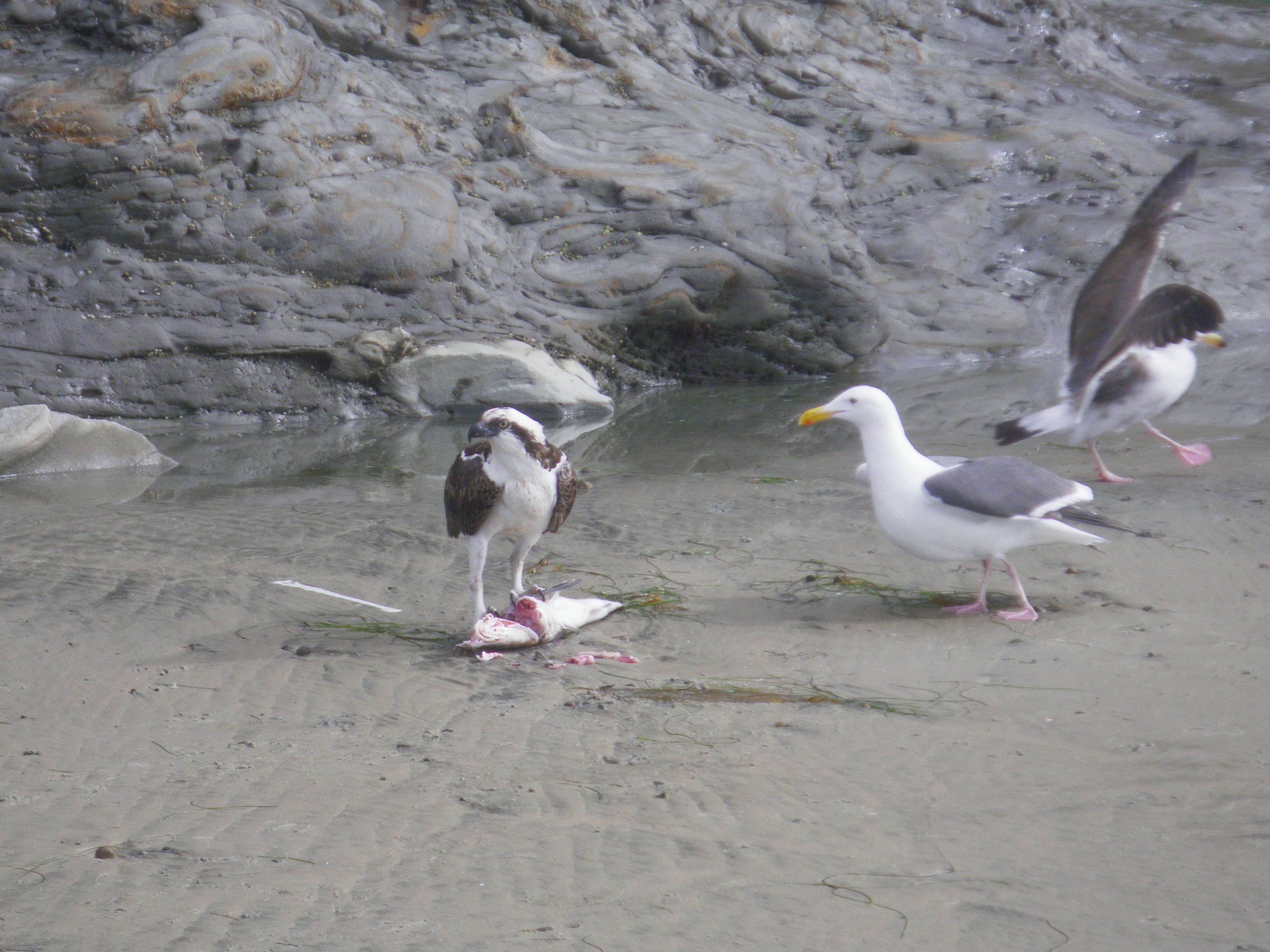 tide pool sampling