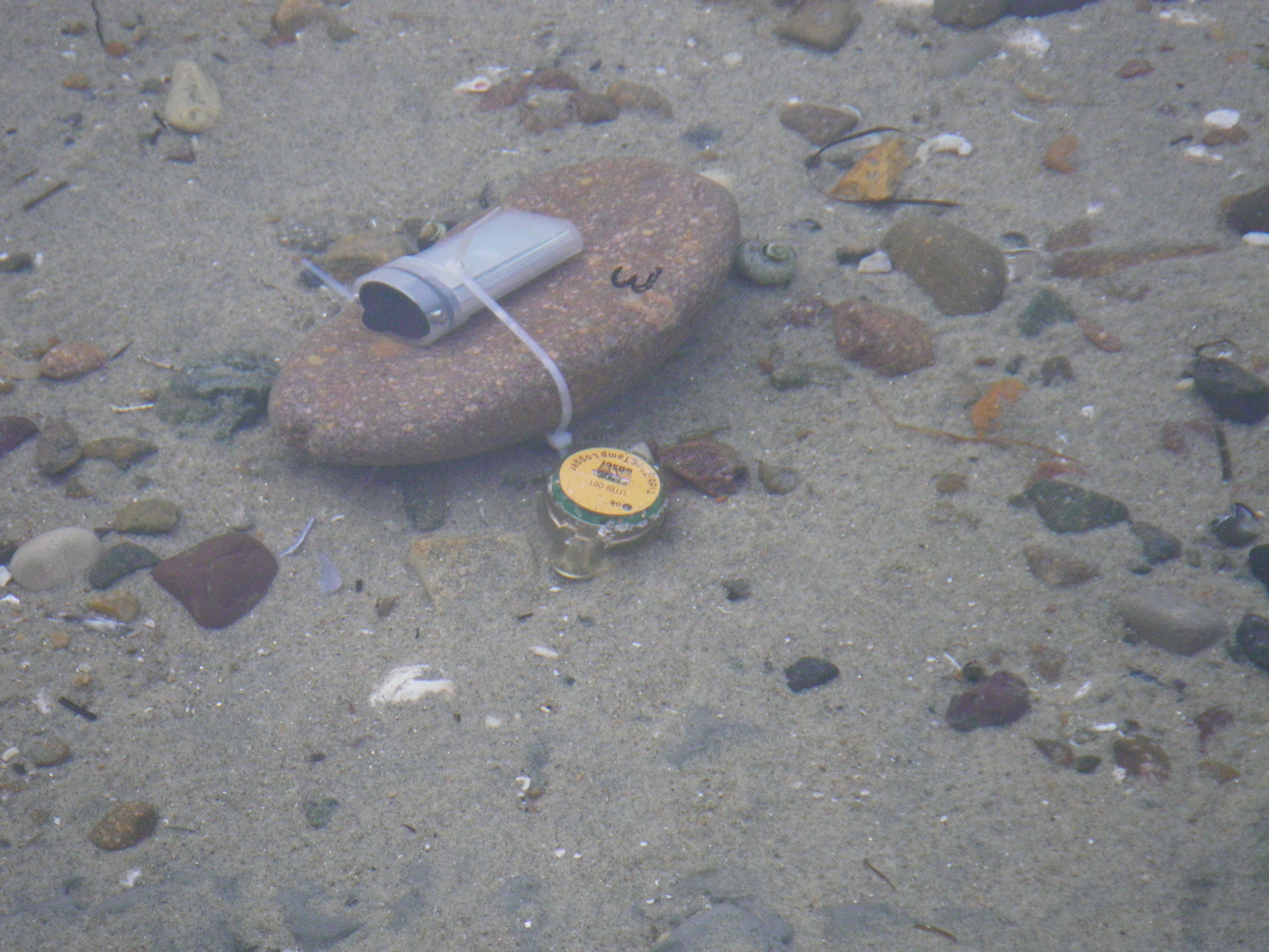 tide pool sampling