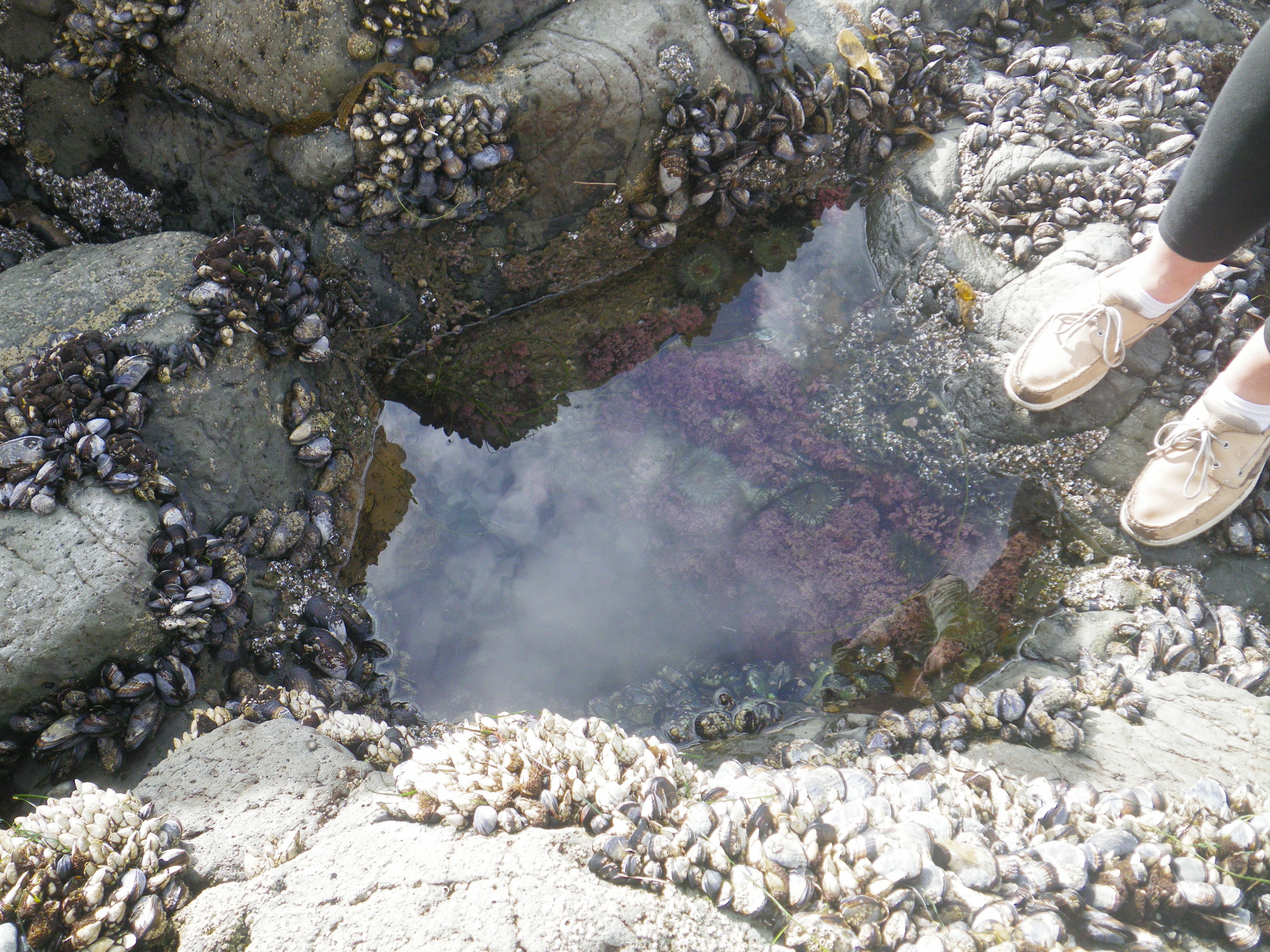 tide pool sampling