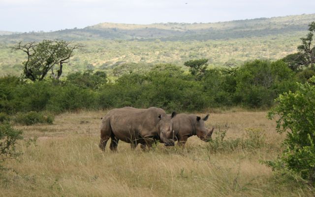Free roaming rhinoes: 