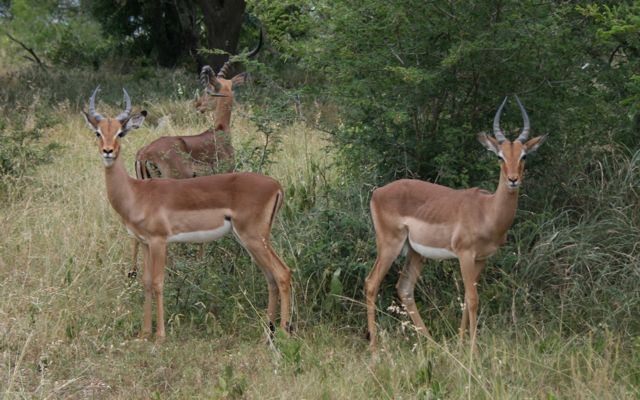 Life in the African safari: 