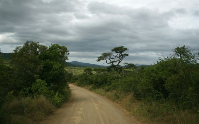 Amazing greeneries: 