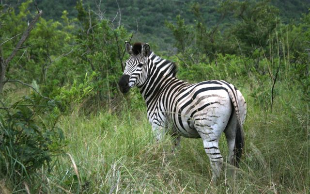 Zebra next to our van: 