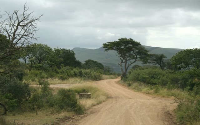 Scenery of an African safari: 