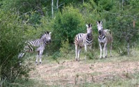 Zebras staring...: It can be scary sometimes...