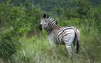 Zebra next to our van: 