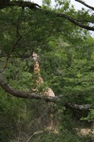 Mr. Giraffe is hidding...: 