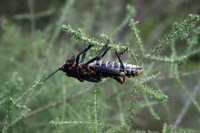 Locust?: 